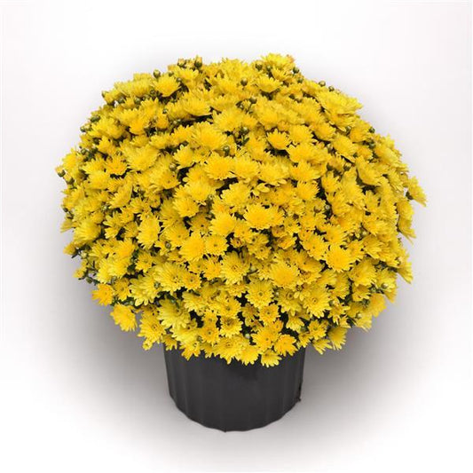 Chrysanthemum Milkshake Banana Yellow