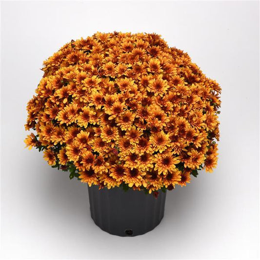 Chrysanthemum Milkshake Papaya Orange