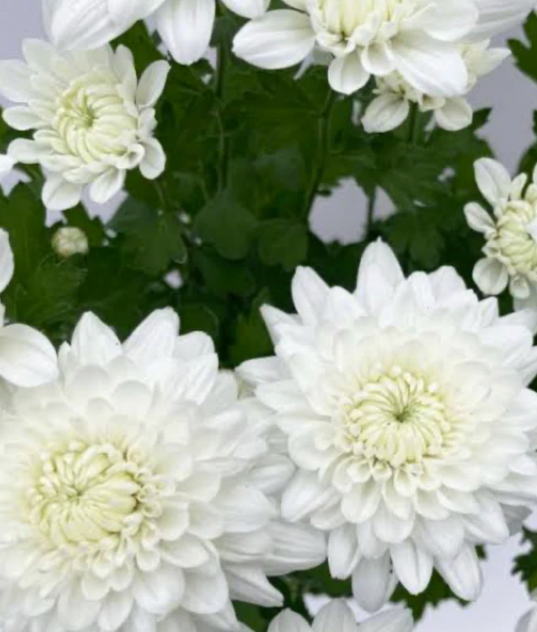Chrysanthemum morifolium Double White