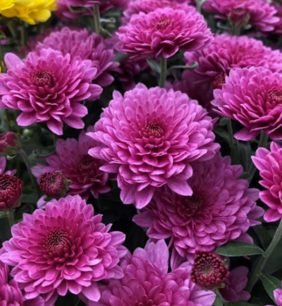 chrysanthemum morifolium indoor plant Chrysanthemum morifolium Purple – The Plant Broker