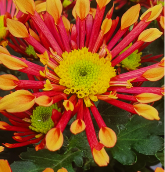 Chrysanthemum morifolium Splash Energy