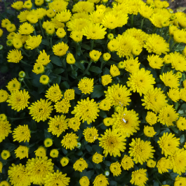 Chrysanthemum morifolium Yellow