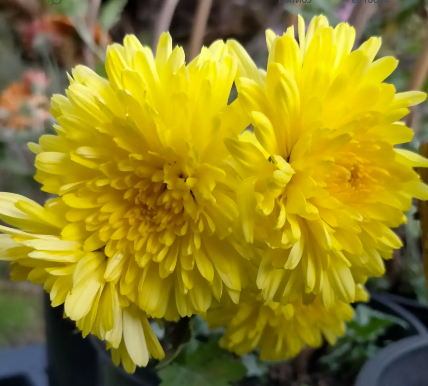 Chrysanthemum multiflora Double Yellow