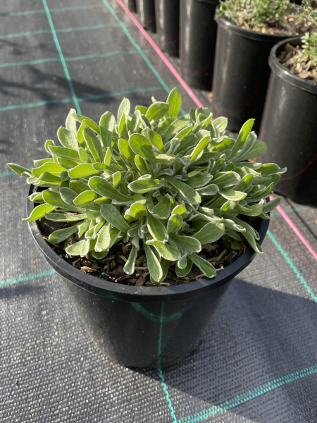 Chrysocephalum apiculatum Compact (syn. Helichrysum)