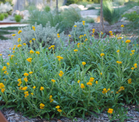 Chrysocephalum apiculatum (syn. Helichrysum)