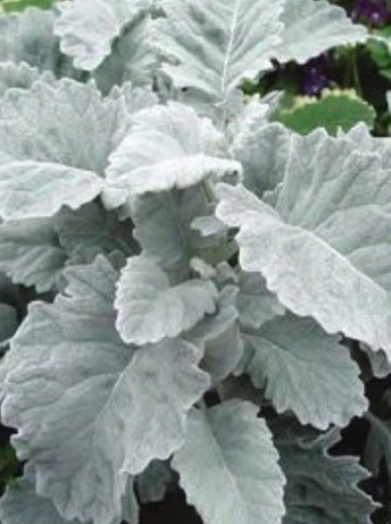 the plant broker