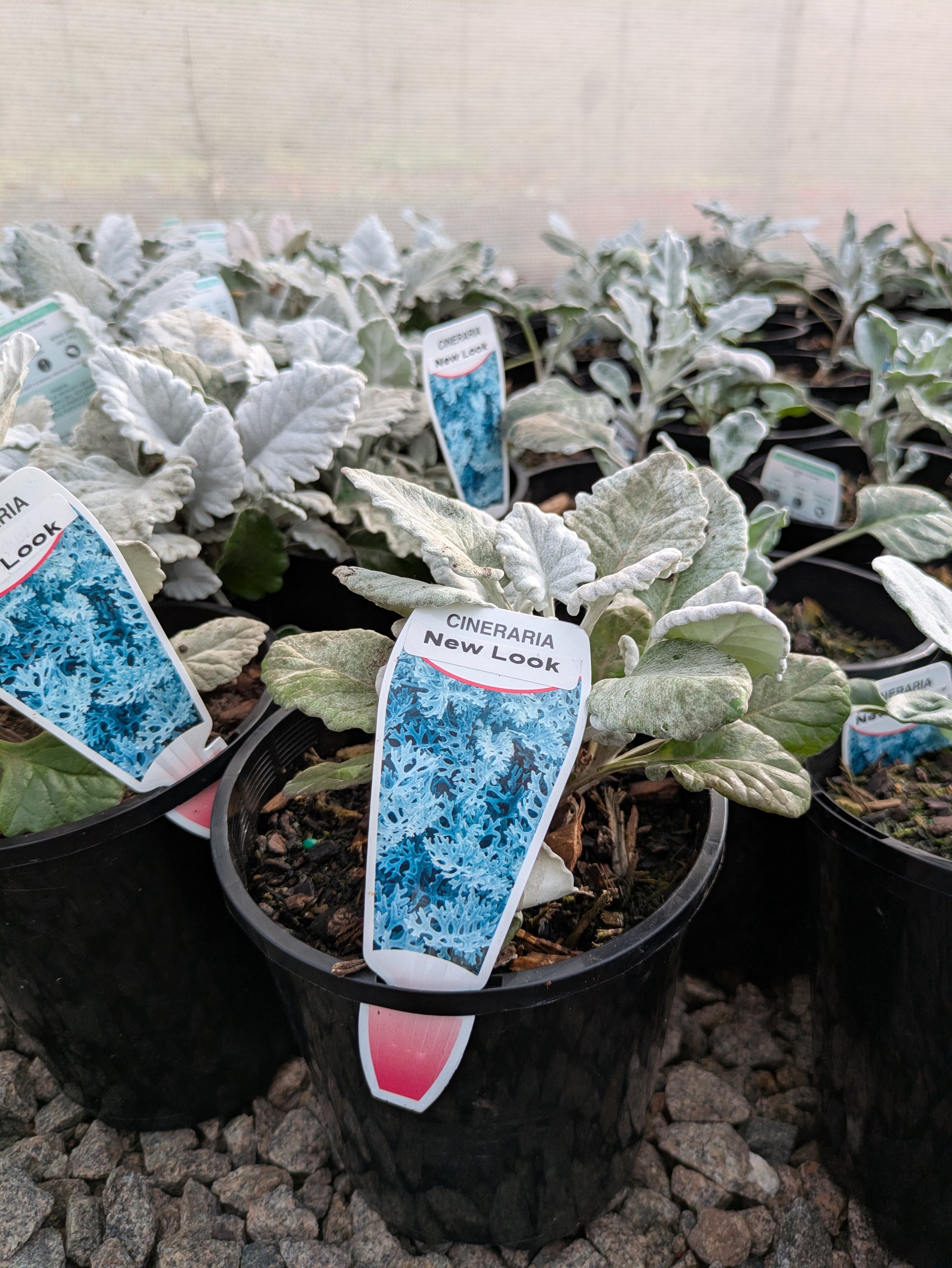 the plant broker