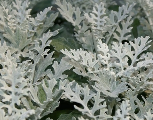 Cineraria Silverdust