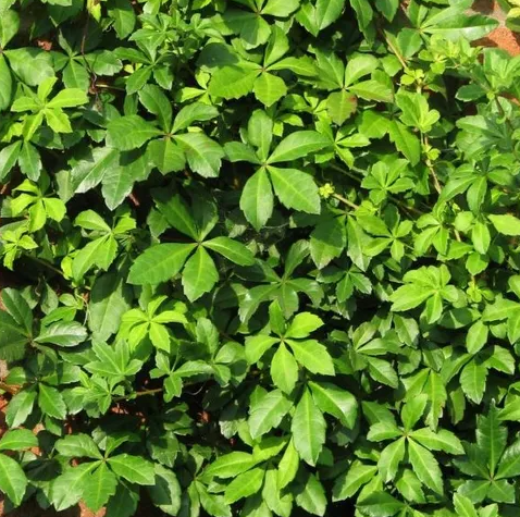 the plant broker