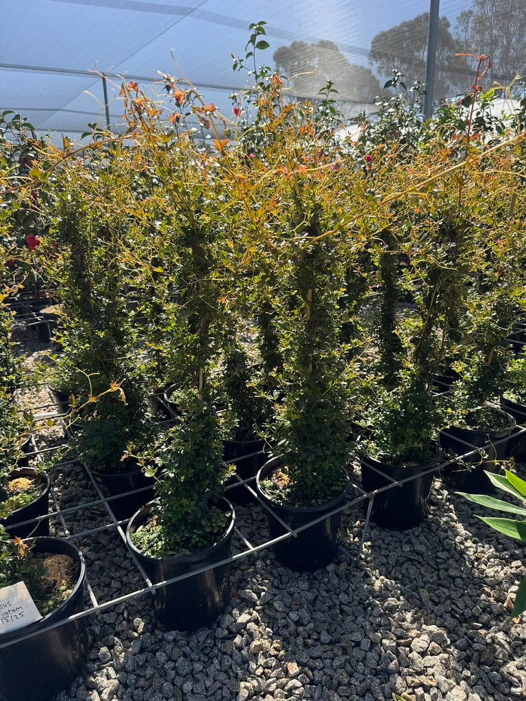 Cissus striata