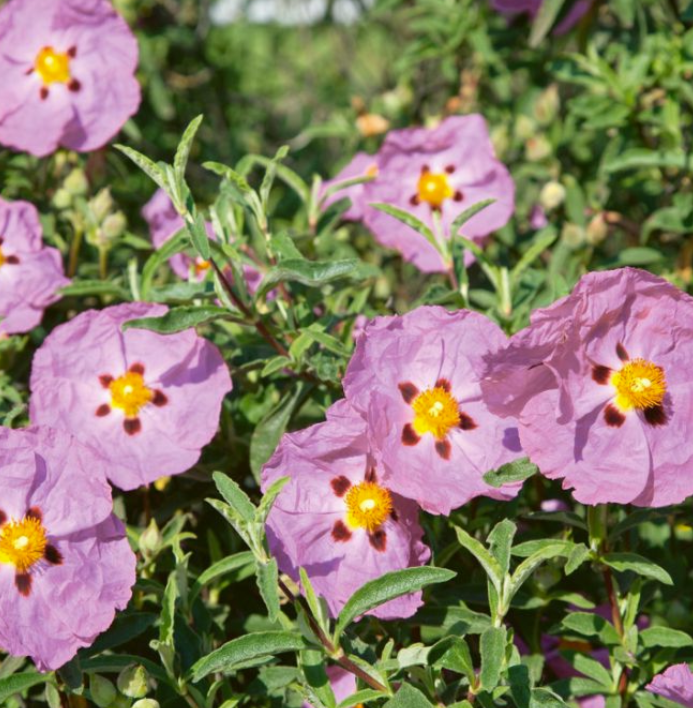 Cistus x. hybridus Brilliancy