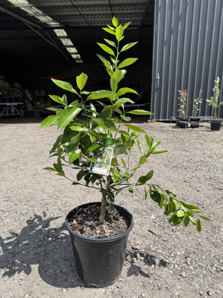 Citrus - Cumquat 'Calamondin'