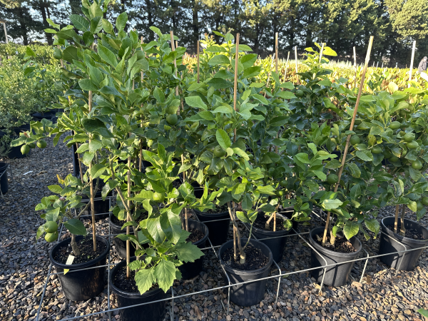 Citrus - Lemon Eureka Dwarf