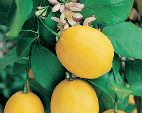 Citrus - Lemon Meyer Dwarf
