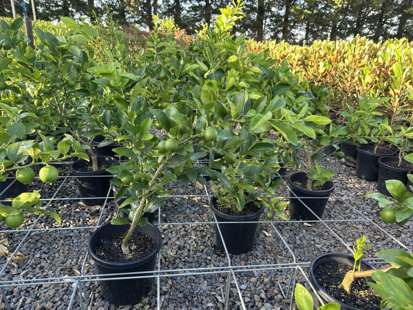 Citrus - Lime Tahitian Dwarf