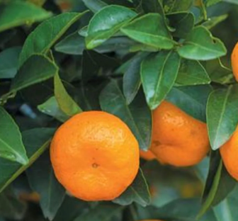 Citrus - Mandarin Imperial