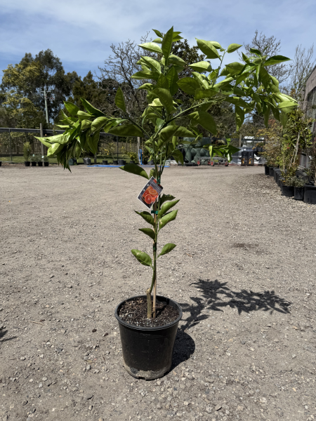 Citrus - Orange Blood