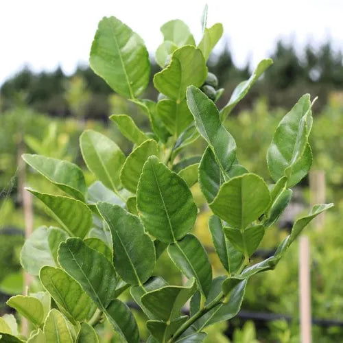 Citrus hystrix Lime 'Thai' (Kaffir Lime)