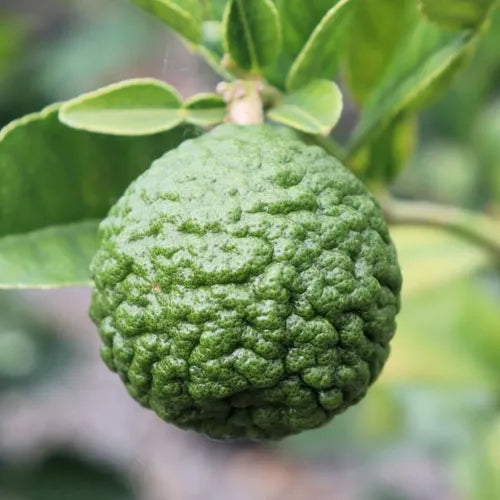 Citrus hystrix Lime 'Thai' (Kaffir Lime)