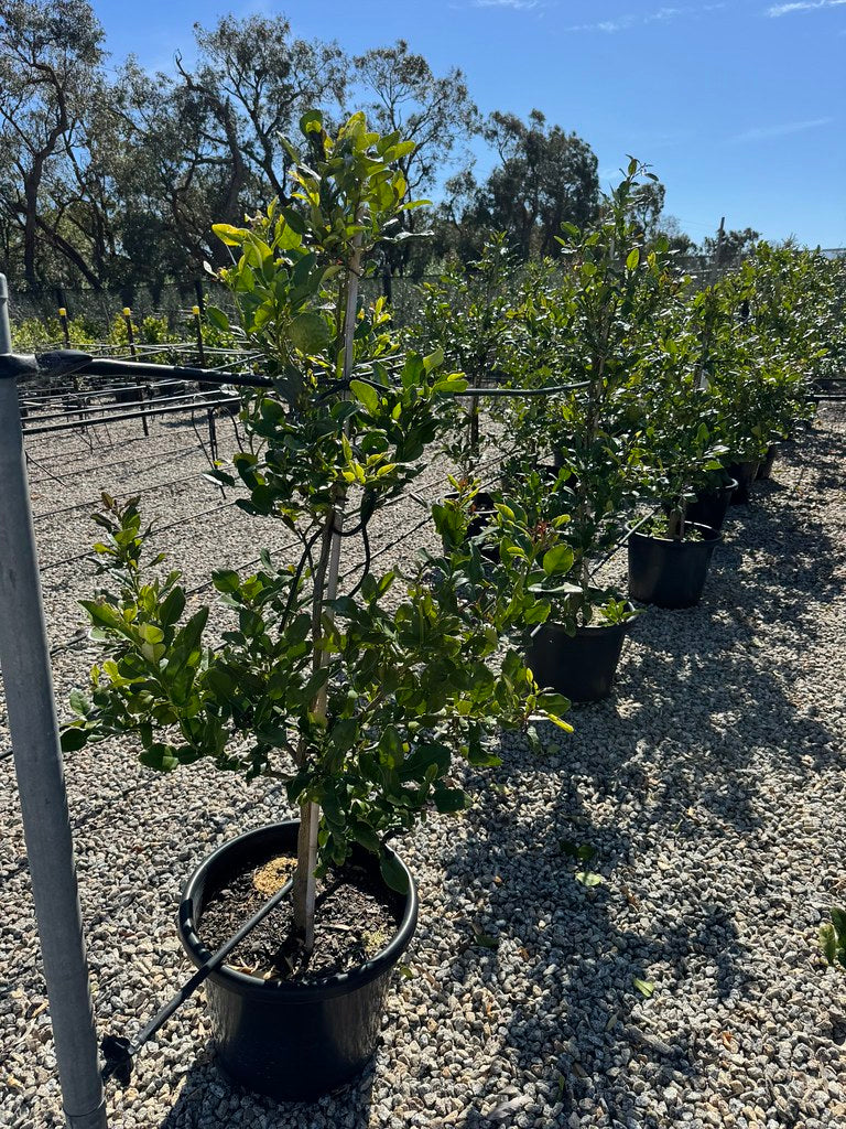 the plant broker