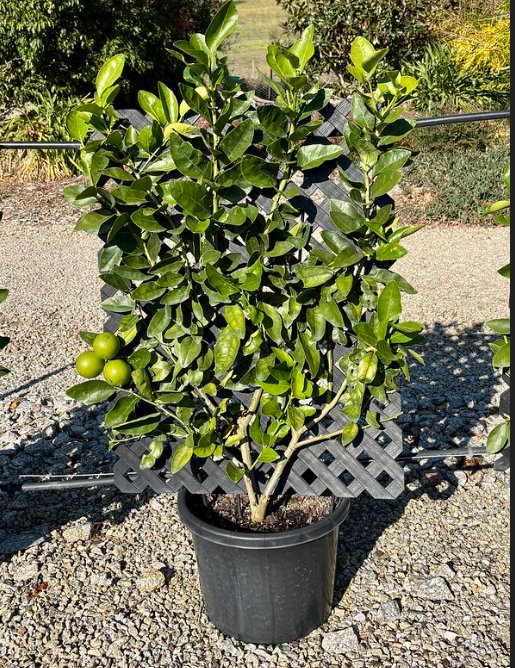 Citrus latifolia Lime Courtyard