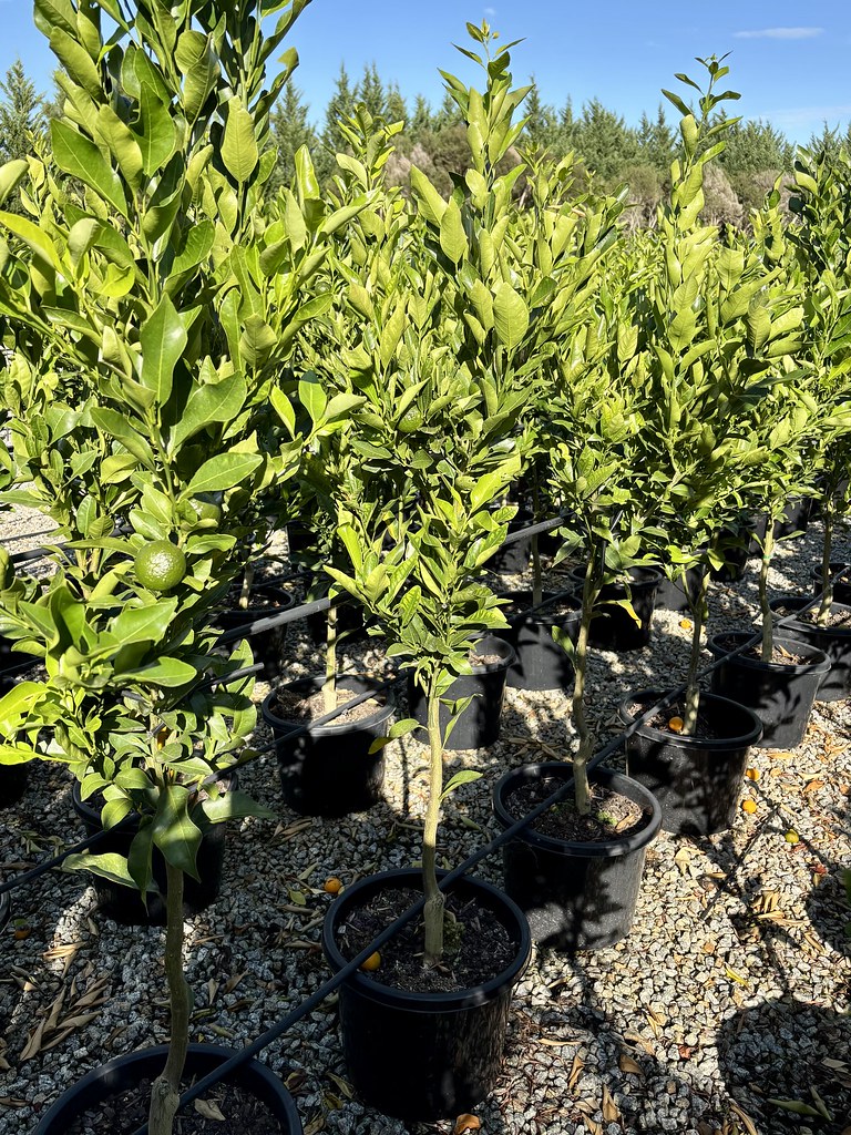 Citrus - Mandarin 'Emperor'