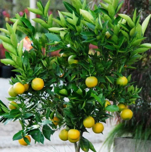 Citrus x sinensis Orange 'Mediterranean Sweet'