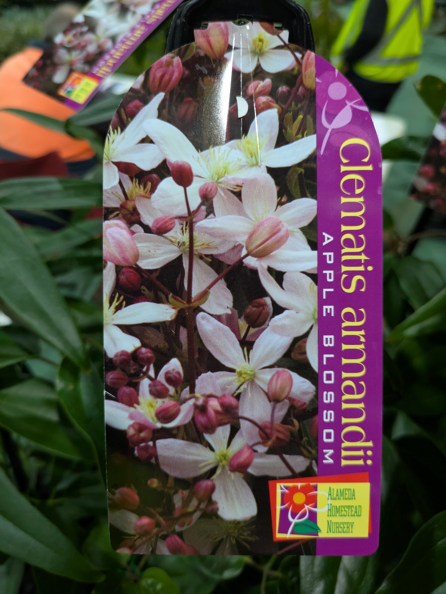 Clematis armandii Apple Blossom