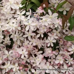Clematis armandii Apple Blossom