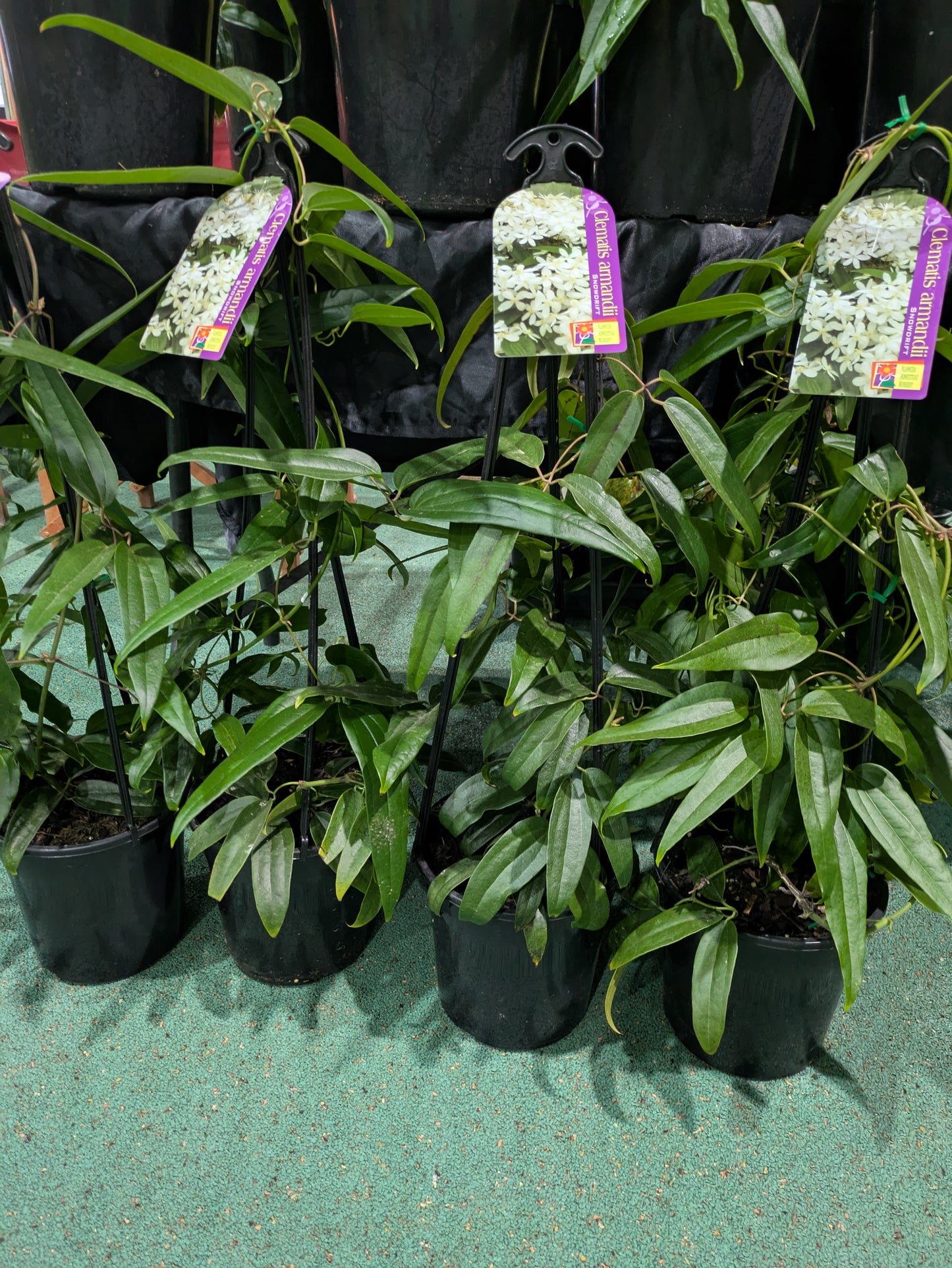 Clematis armandii Snowdrift