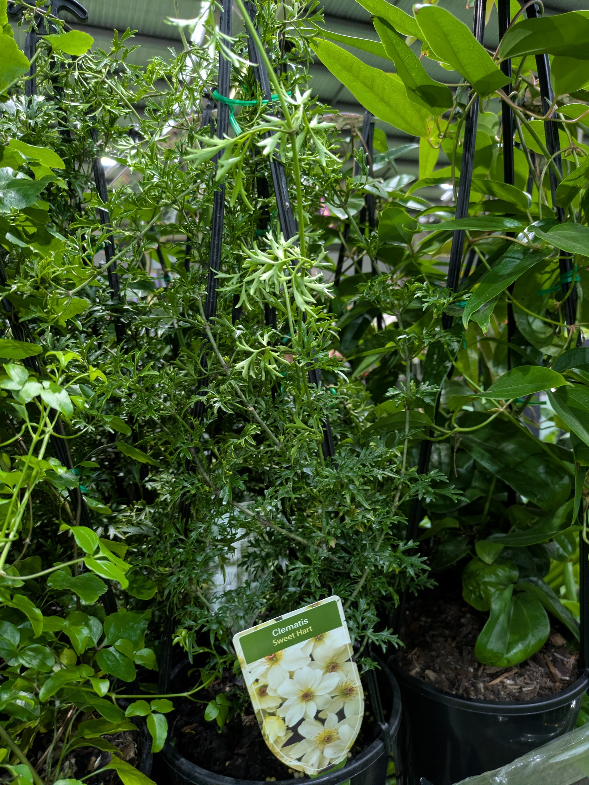 the plant broker