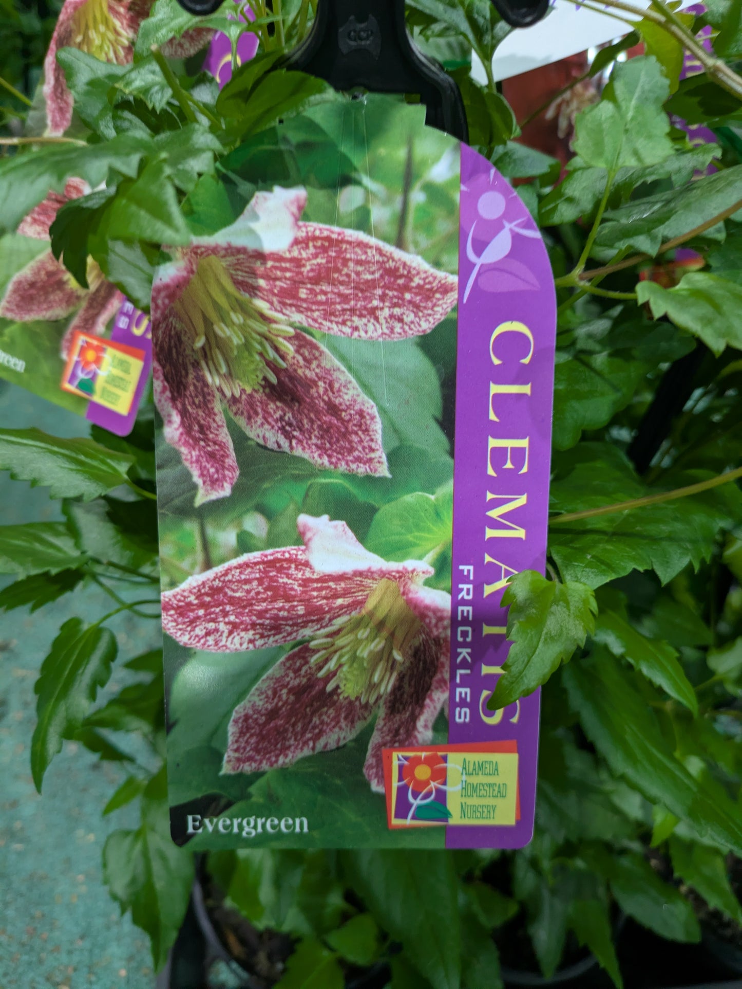 Clematis cirrhosa Freckles