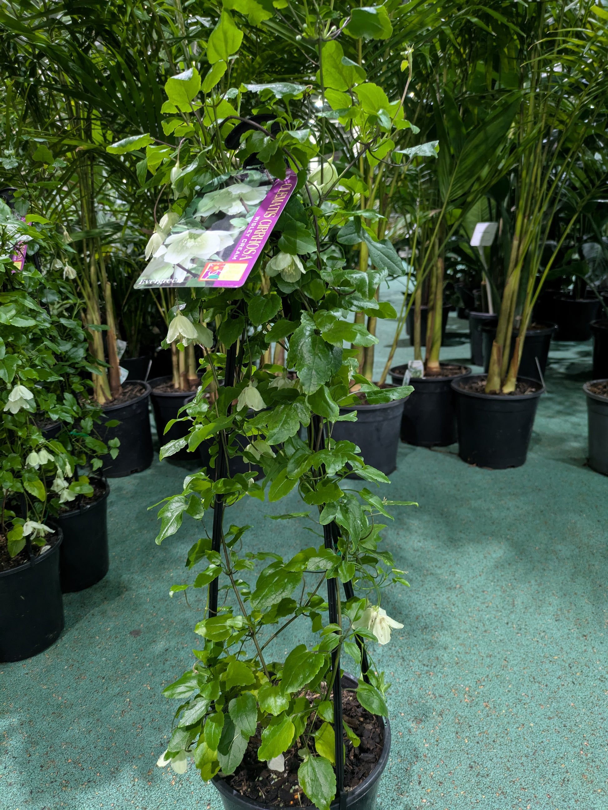 the plant broker