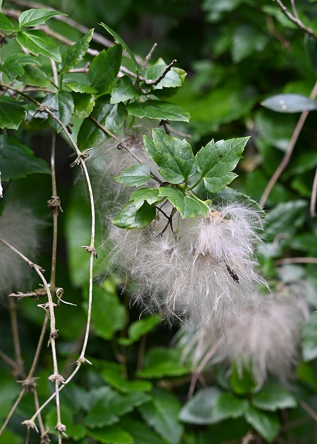 Clematis flammula