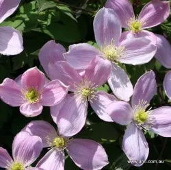 Clematis montana Rubens