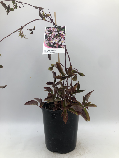 the plant broker