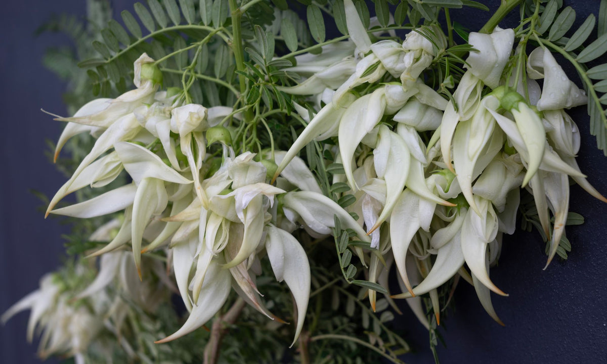Clianthus Crazy Cool White