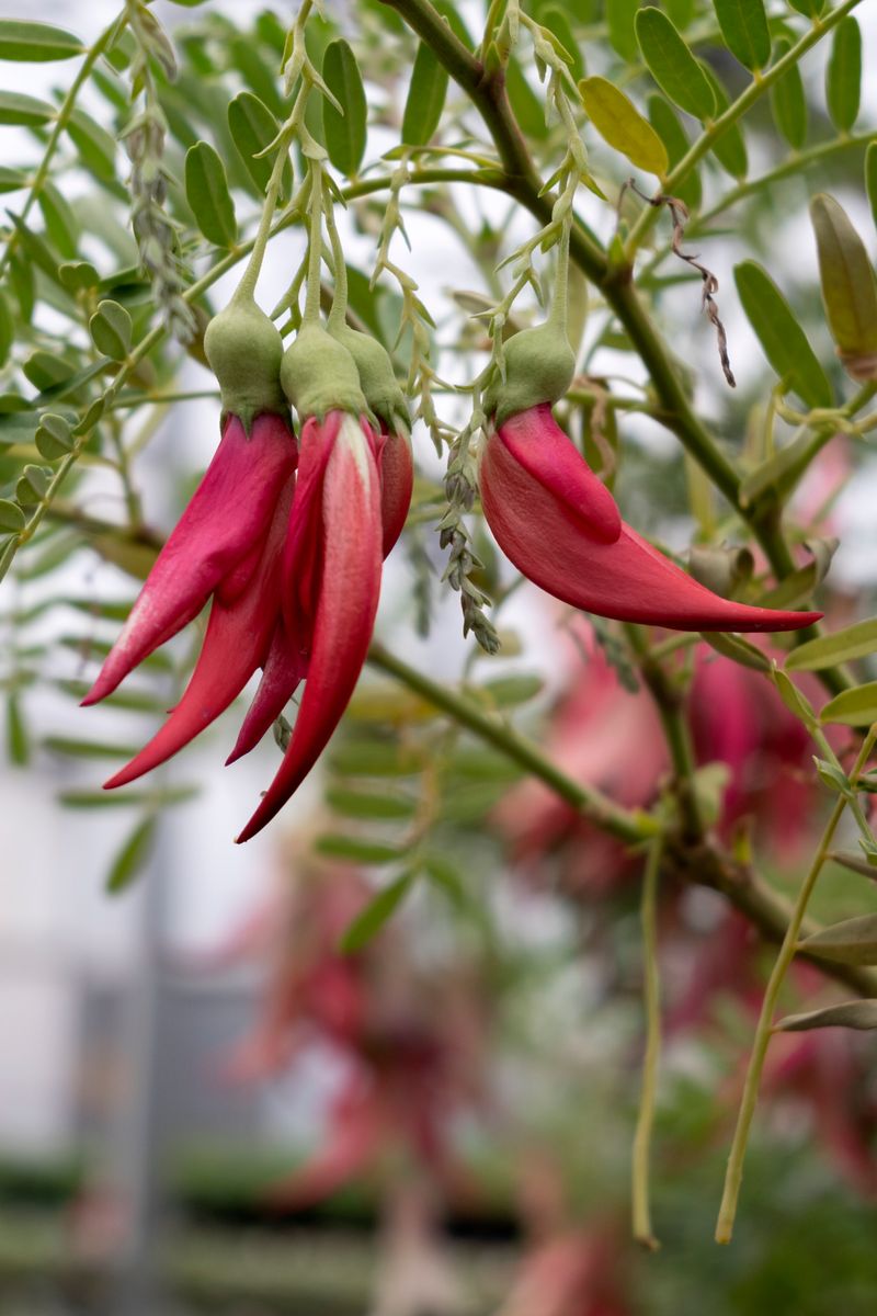 the plant broker
