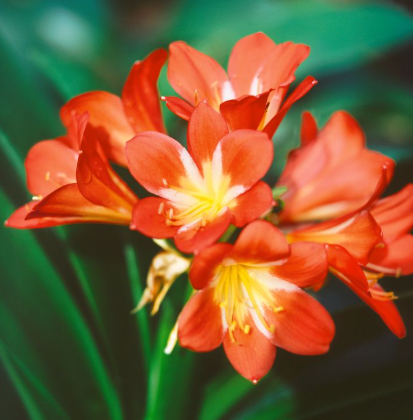 Clivia miniata Orange