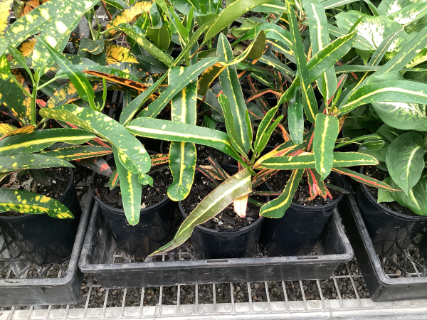 Codiaeum variegatum 'Mad Painter'