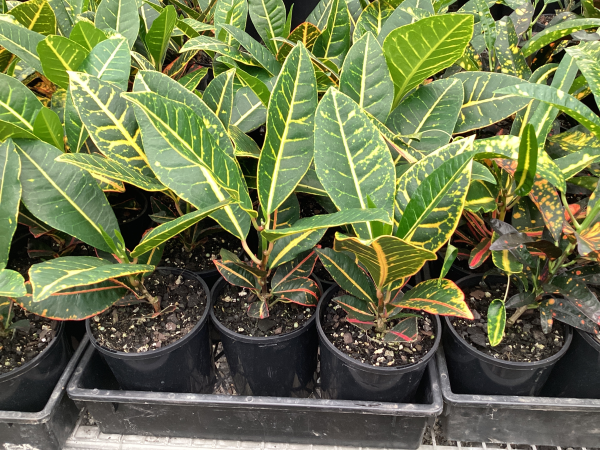Codiaeum variegatum 'Little Mia'