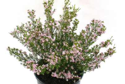 the plant broker
