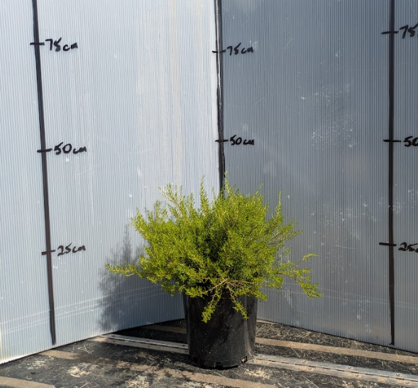 the plant broker