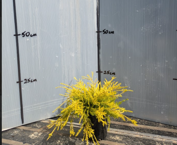 Coleonema pulchellum Aurea