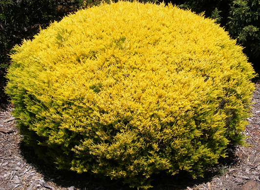 Coleonema pulchellum Aurea