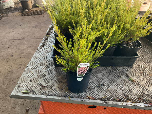 Coleonema pulchellum Dwarf Pink