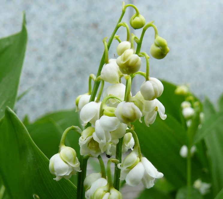 Convallaria majalis