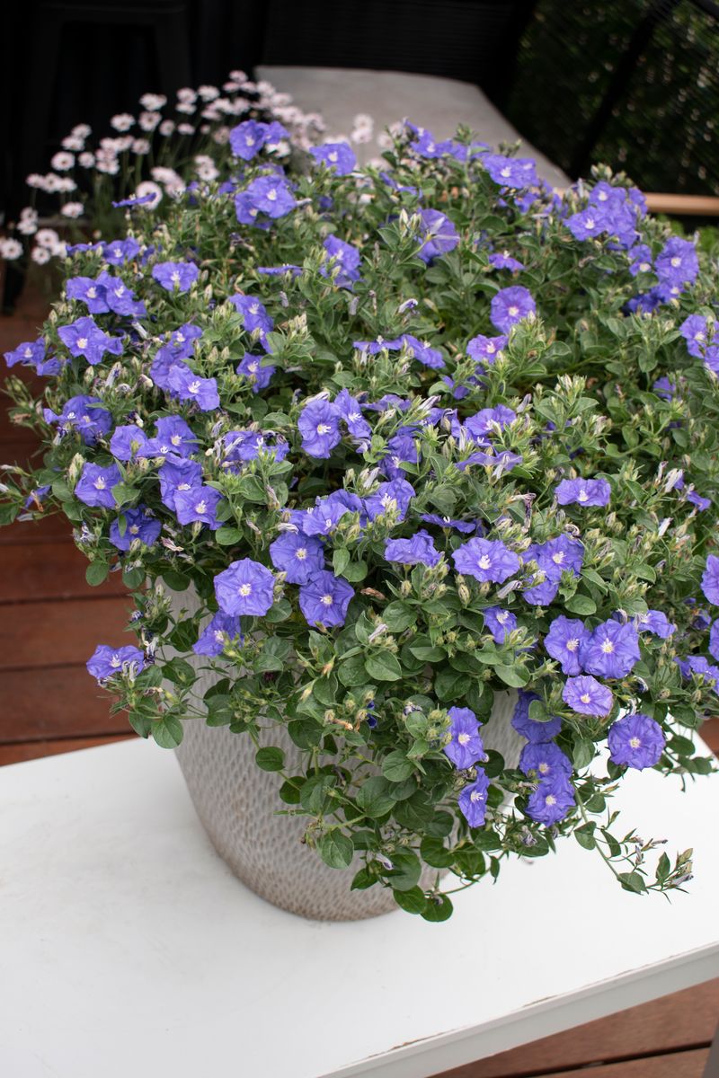 Convolvulus MOON Series® ‘Mauve Rippled Moon’