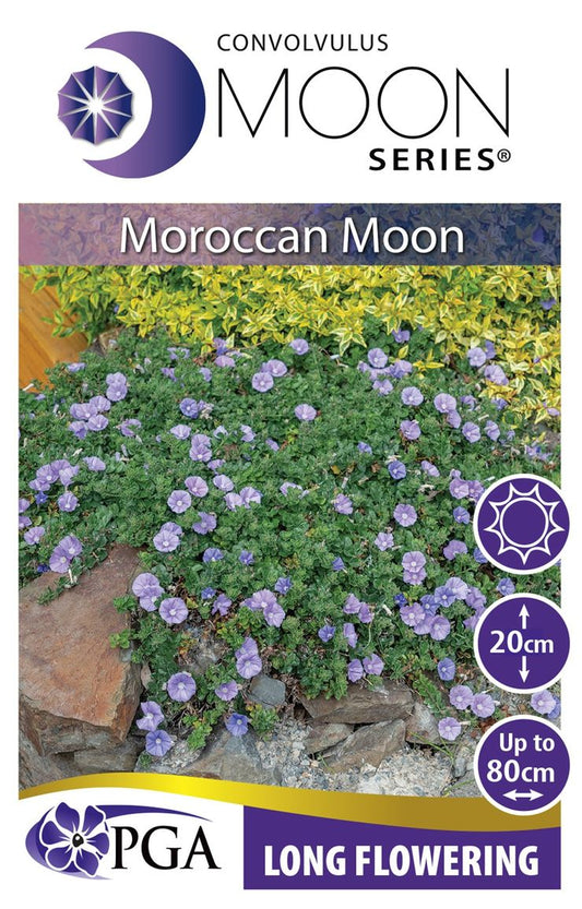 Convolvulus  MOON Series® ‘Moroccan Moon’