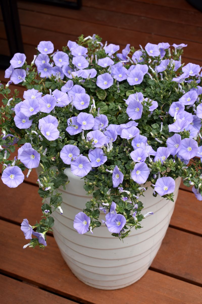 Convolvulus  MOON Series® ‘Moroccan Moon’